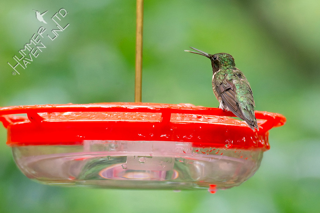 8-6-26 Ruby-throated Hummingbird