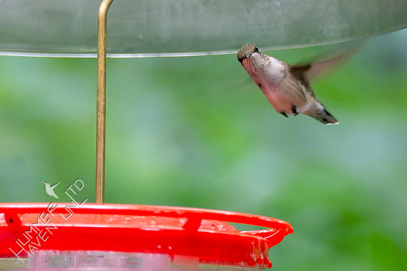 8-6-26 Ruby-throated Hummingbird, female or immature