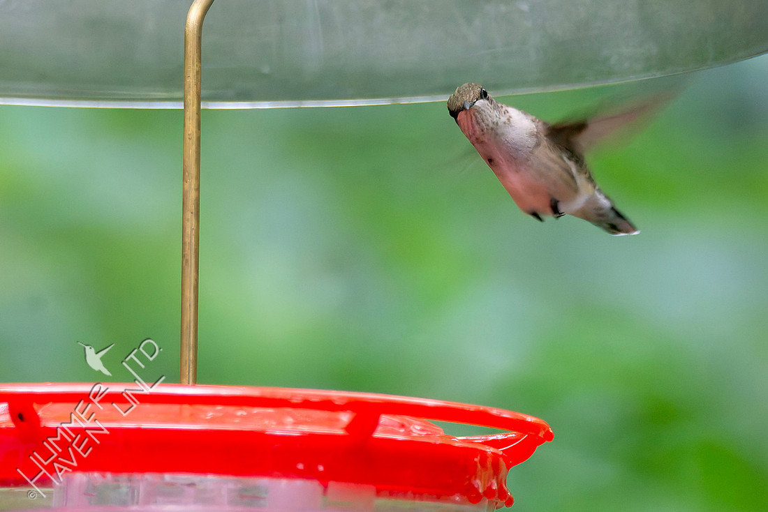 8-6-26 Ruby-throated Hummingbird, female or immature