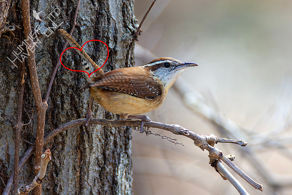 3-6-23 Carolina Wren feather detail