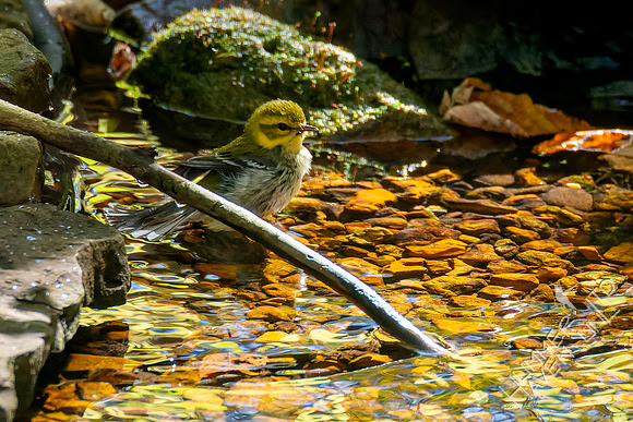 10-21-24 Black-throated Green Warbler