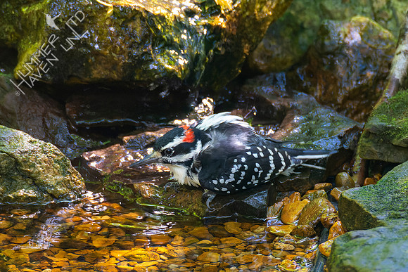 8-21-22 Hairy Woodpecker