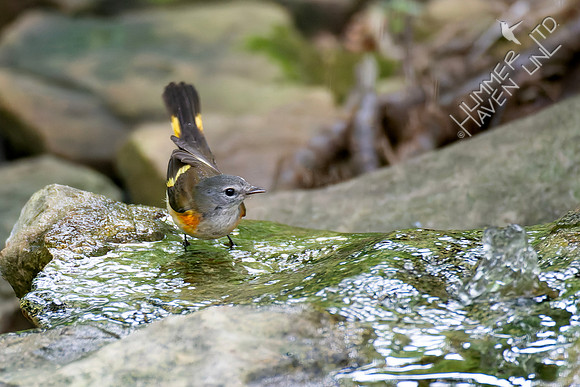 8-17-26 American Redstart, first fall male