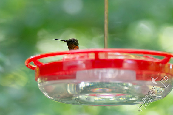 8-11-26 Ruby-throated Hummingbird