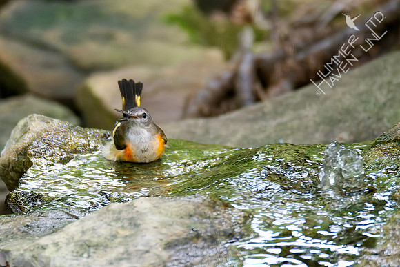 8-17-26 American Redstart, first fall male