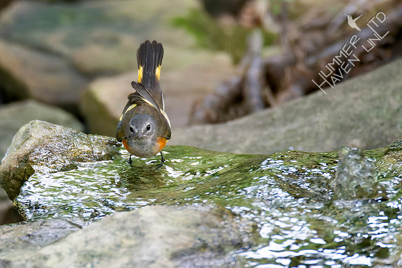 8-17-26 American Redstart, first fall male