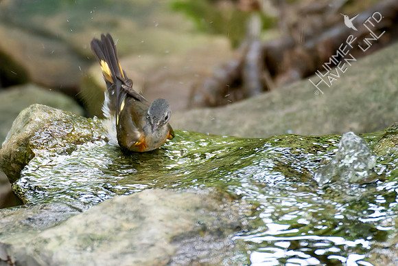 8-17-26 American Redstart, first fall male