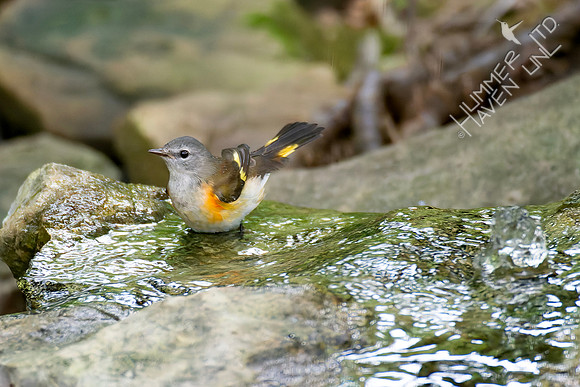 8-17-26 American Redstart, first fall male