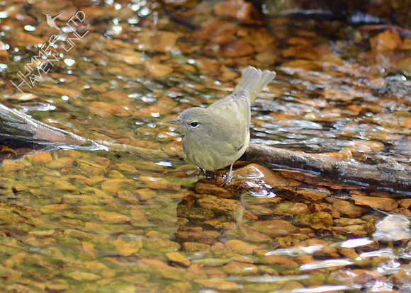 Orange-crowned Warbler