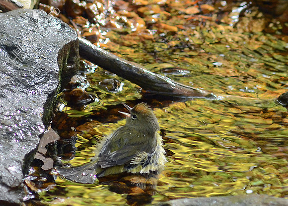 Orange-crowned Warbler
