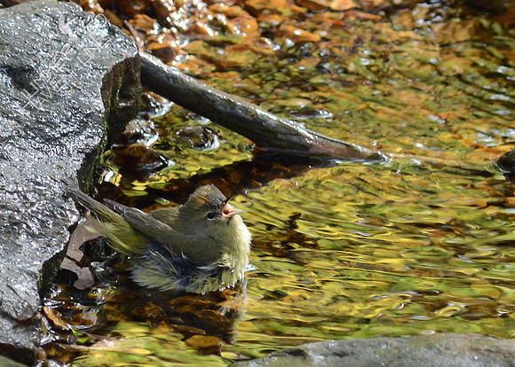 Orange-crowned Warbler