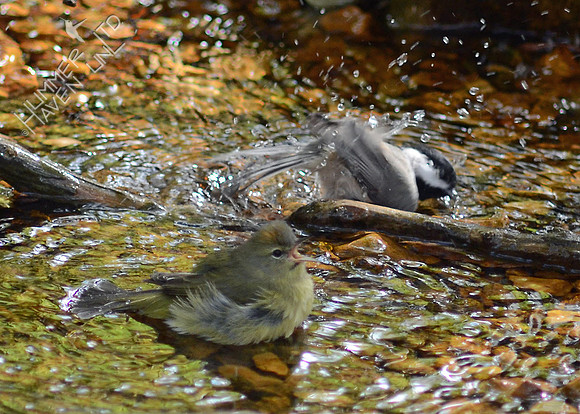 Orange-crowned Warbler and Carolina Chickadee