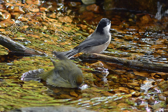 Orange-crowned Warbler and Carolina Chickadee