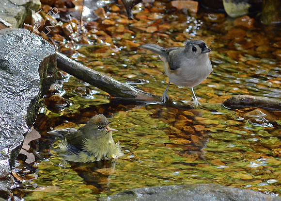 Orange-crowned Warbler and Tufted Titmouse