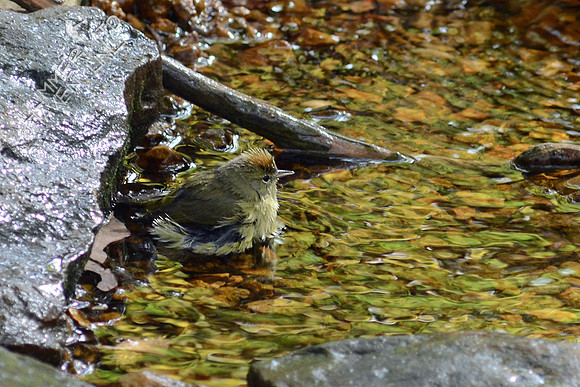 Orange-crowned Warbler