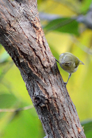 Tennessee Warbler finding insects on American Elm