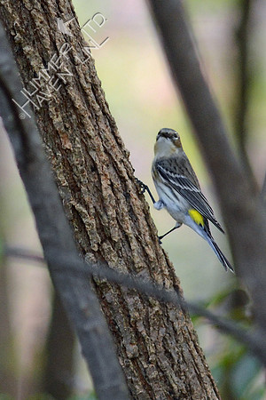 Yellow-rumped Warbler finding insects on American Elm