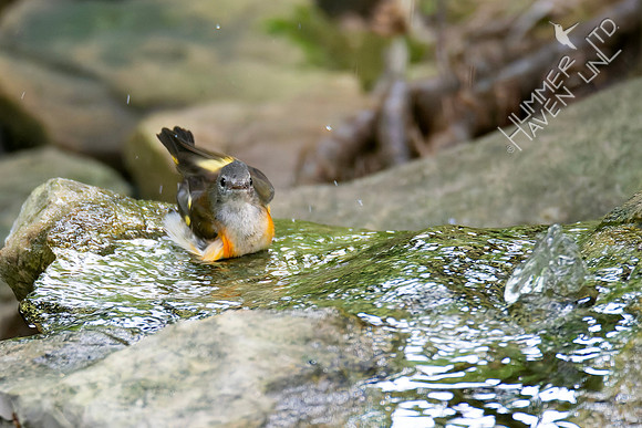 8-17-26 American Redstart, first fall male