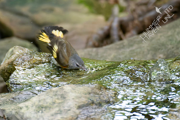 8-17-26 American Redstart, first fall male