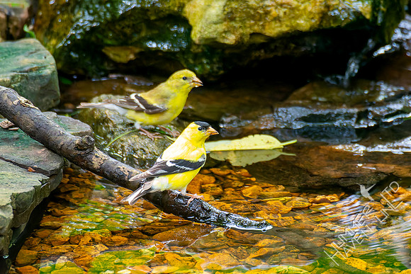 8-12-26 American Goldfinch pair