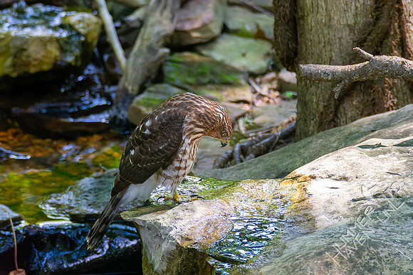8-26-26 Cooper's Hawk immature-  Bubbler Bird #71 for the year
