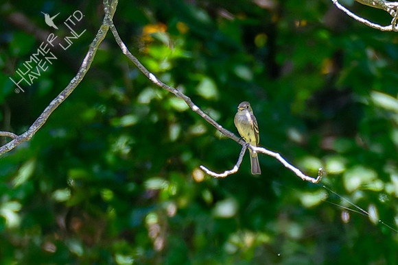 8-20-26 Eastern Wood-Pewee