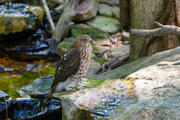 8-26-26 Cooper's Hawk immature-  Bubbler Bird #71 for the year