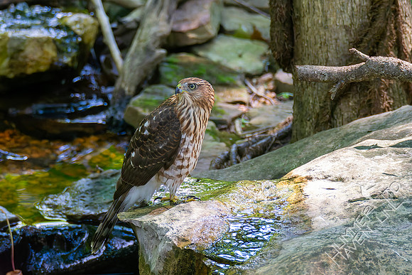8-26-26 Cooper's Hawk immature-  Bubbler Bird #71 for the year