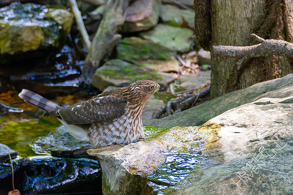 8-26-26 Cooper's Hawk immature-  Bubbler Bird #71 for the year