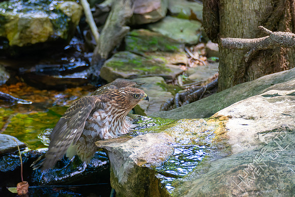 8-26-26 Cooper's Hawk immature-  Bubbler Bird #71 for the year