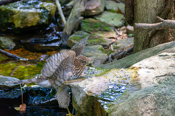 8-26-26 Cooper's Hawk immature-  Bubbler Bird #71 for the year