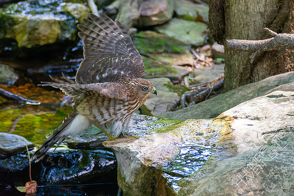 8-26-26 Cooper's Hawk immature-  Bubbler Bird #71 for the year