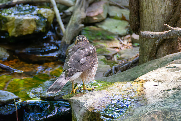 8-26-26 Cooper's Hawk immature-  Bubbler Bird #71 for the year