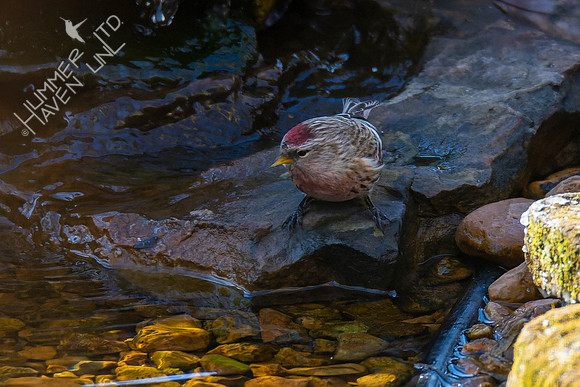 1-29-22 Common Redpoll