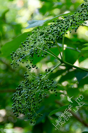 7-06-24 Elderberries (Sambucus canadensis)