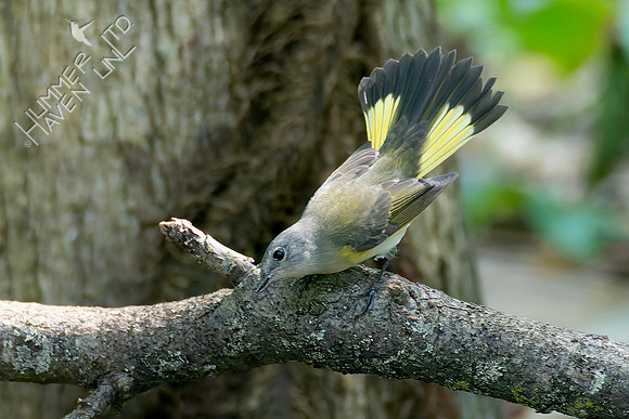 8-30-26 American Redstart female