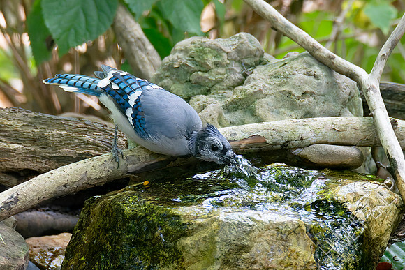 8-30-26 Blue Jay