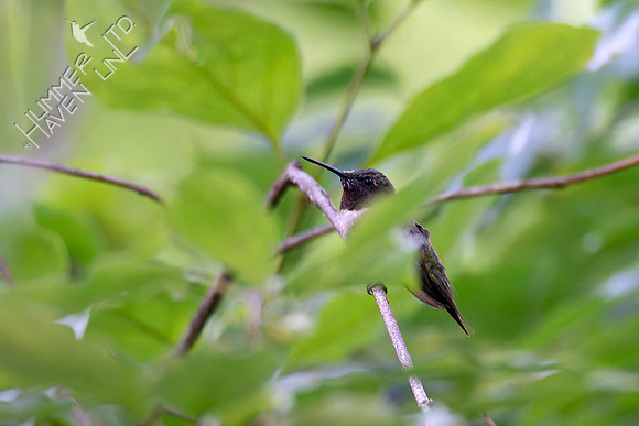 8-27-26 Ruby-throated Hummingbird in Rough-leaf Dogwood