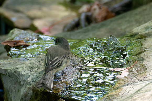 8-27-26 Eastern Phoebe