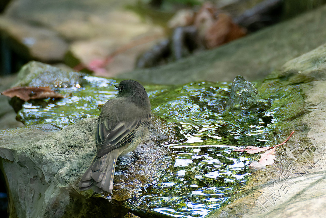 8-27-26 Eastern Phoebe