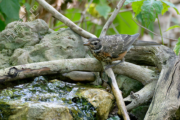 8-27-26 American Robin immature