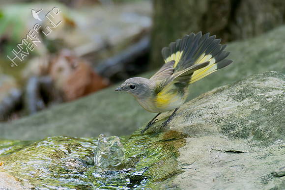 8-30-26 American Redstart female