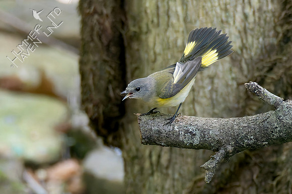 8-30-26 American Redstart female