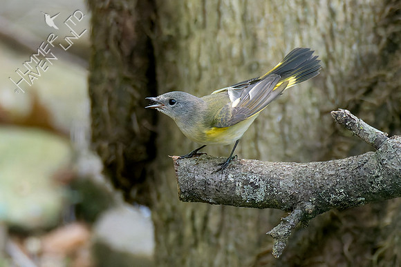 8-30-26 American Redstart female