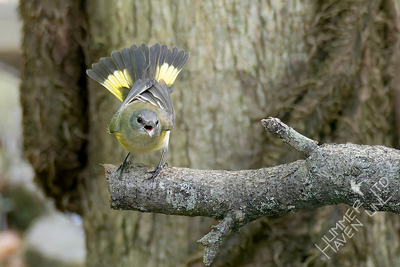8-30-26 American Redstart female