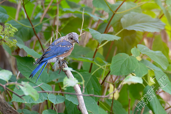 8-31-26 Eastern Bluebird