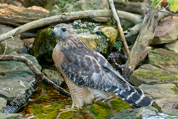 8-31-26 Red-shouldered Hawk