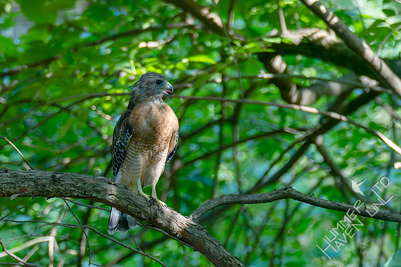 8-31-26 Red-shouldered Hawk