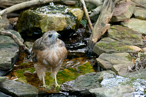 8-31-26 Red-shouldered Hawk