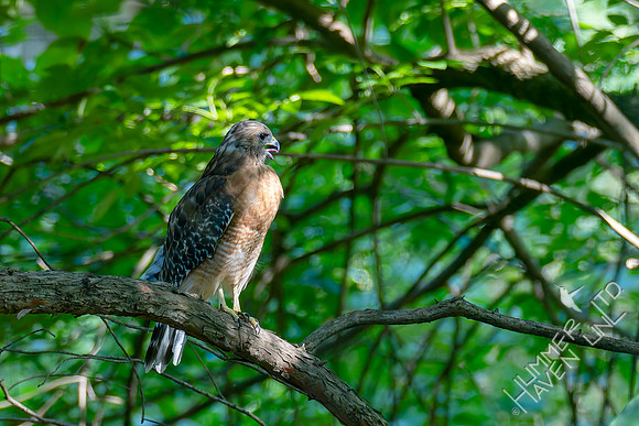 8-31-26 Red-shouldered Hawk